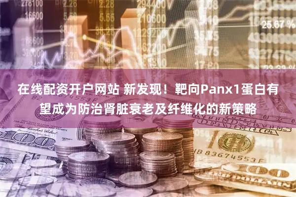 在线配资开户网站 新发现！靶向Panx1蛋白有望成为防治肾脏衰老及纤维化的新策略