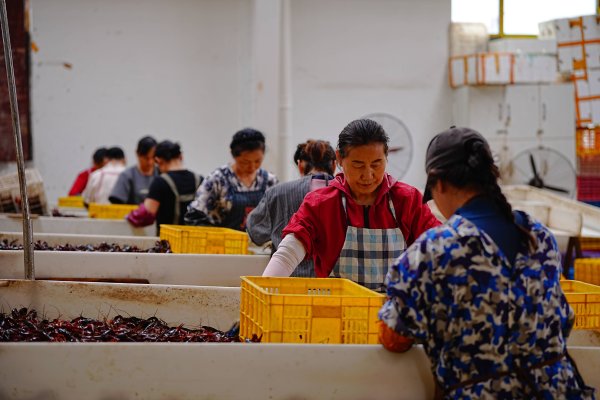 炒股10倍杠杆软件 小龙虾价格逆势上涨的背后——来自“小龙虾之乡”湖北潜江的产业观察